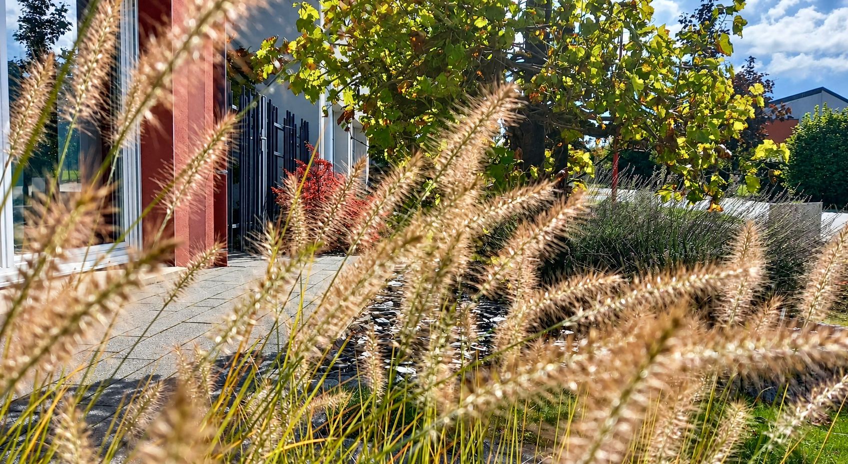 Des herbes ornementales aux épis dorés au premier plan d'un jardin aménagé, avec une allée pavée menant à un bâtiment moderne et des arbres aux feuilles jaunissantes.