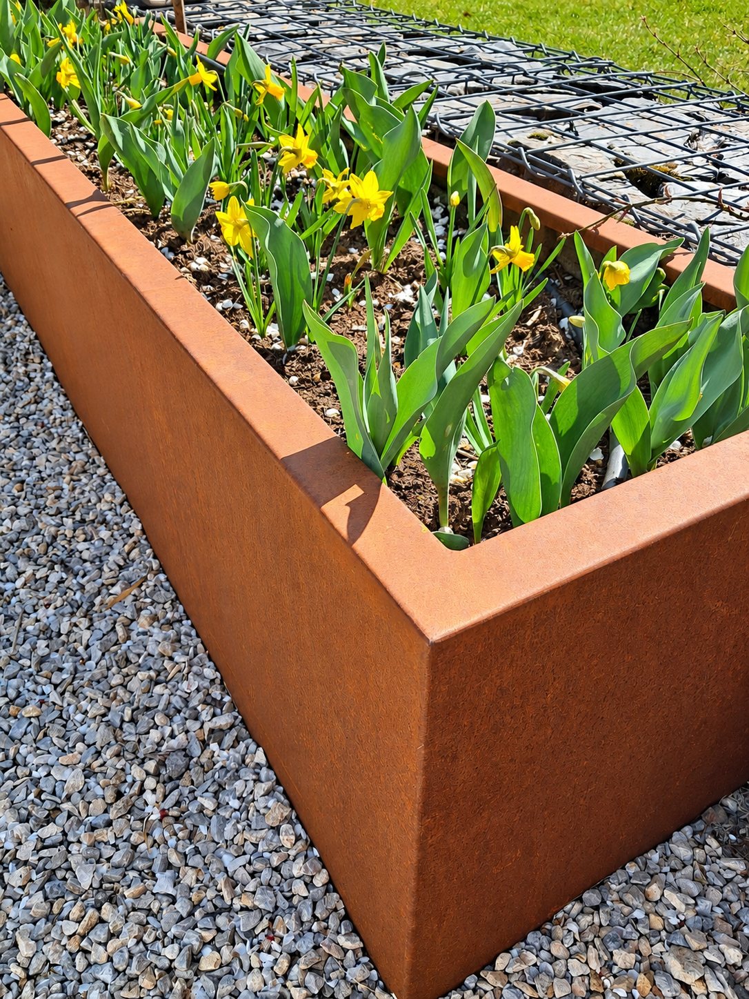 Une grande jardinière rectangulaire en acier corten rouillé plantée de jonquilles jaunes et de tulipes, posée sur du gravier clair en plein soleil.